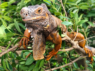 Orange iguana is sunbathing on a green leafy tree trunk, in the morning, with a natural blurred background.