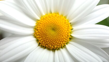 Close-up of a white daisy's center
