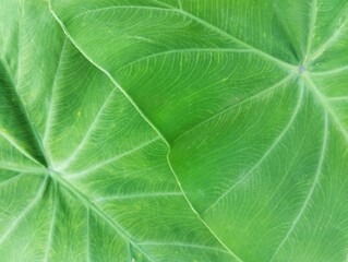 Obraz premium Close up taro leaf surface texure background, Beautiful details of nature 