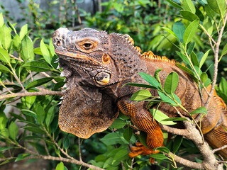 Orange iguana is sunbathing on a green leafy tree trunk, in the morning, with a natural blurred background.