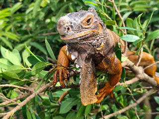 Orange iguana is sunbathing on a green leafy tree trunk, in the morning, with a natural blurred background.