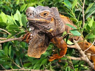 Orange iguana is sunbathing on a green leafy tree trunk, in the morning, with a natural blurred background.