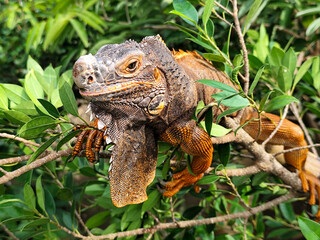 Orange iguana is sunbathing on a green leafy tree trunk, in the morning, with a natural blurred background.