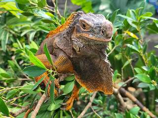 Orange iguana is sunbathing on a green leafy tree trunk, in the morning, with a natural blurred background.