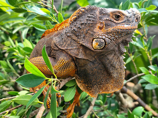 Orange iguana is sunbathing on a green leafy tree trunk, in the morning, with a natural blurred background.