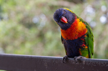 rainbow lorikeet, head tilted, looking at camera