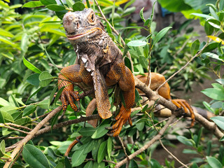 Orange iguana is sunbathing on a green leafy tree trunk, in the morning, with a natural blurred background.