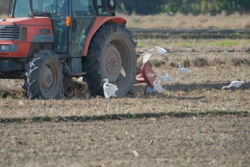 Little Egrets and Cattle Egrets feeding around tractor Taiwan Taipei City