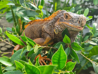 Orange iguana is sunbathing on a green leafy tree trunk, in the morning, with a natural blurred background.