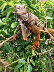 Orange iguana is sunbathing on a green leafy tree trunk, in the morning, with a natural blurred background.