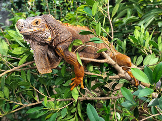 Orange iguana is sunbathing on a green leafy tree trunk, in the morning, with a natural blurred background.