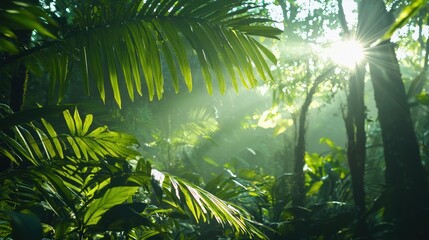 Sunlight streams through a dense tropical rainforest, illuminating a vibrant green landscape. The light creates a hazy, ethereal atmosphere, highlighting the textures of the leaves and branches.