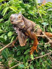 Orange iguana is sunbathing on a green leafy tree trunk, in the morning, with a natural blurred background.
