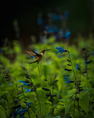 close-up photograph of a hummingbird interacting with flowers, capturing its delicate beauty and rapid wing movement. Ideal for illustrating wildlife, pollination, tropical birds
