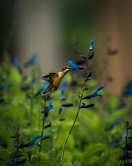 close-up photograph of a hummingbird interacting with flowers, capturing its delicate beauty and rapid wing movement. Ideal for illustrating wildlife, pollination, tropical birds