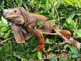 Orange iguana is sunbathing on a green leafy tree trunk, in the morning, with a natural blurred background.