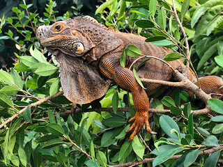 Orange iguana is sunbathing on a green leafy tree trunk, in the morning, with a natural blurred background.