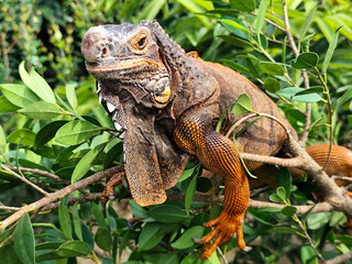 Orange iguana is sunbathing on a green leafy tree trunk, in the morning, with a natural blurred background.