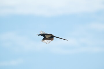 Azure-winged Magpie flying with twig in beak Taiwan Taipei City