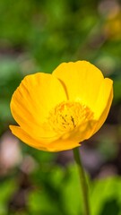 Fototapeta premium Close-up of bright yellow flower (2)