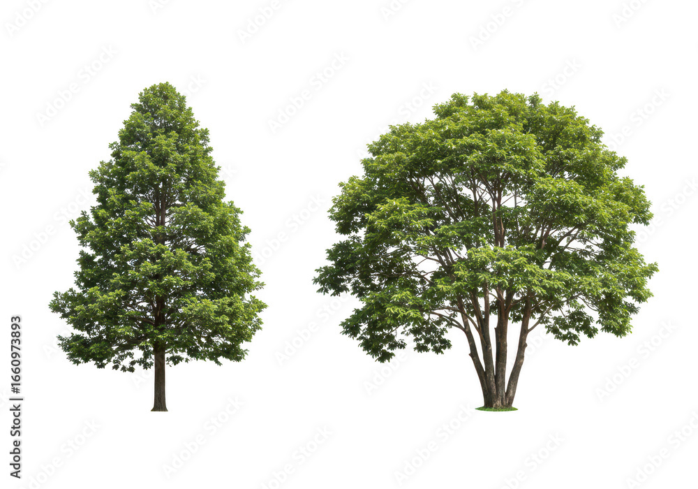 Poster two trees isolated on transparent background