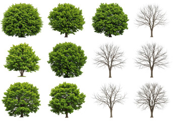 Collection of deciduous trees in summer and winter, isolated on transparent background