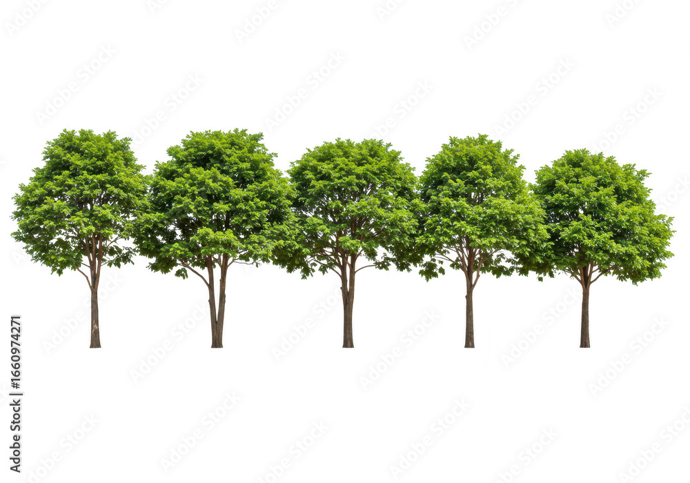 Poster row of green trees isolated on transparent background