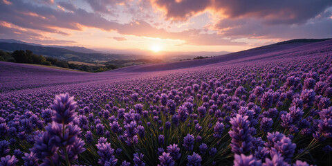 Peaceful Lavender Fields Rolling hills covered in vibrant purple lavender stretching to the horizon under a warm sunset sky. Gentle
