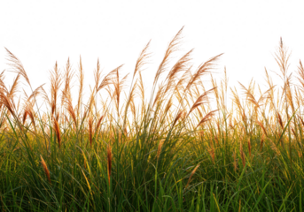 Tall grass and reeds in a field at sunset isolated on transparent background
