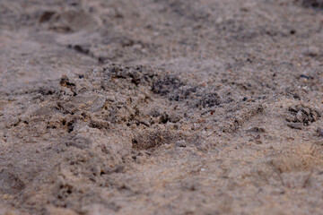 Fresh animal tracks are visible on sandy beach during daytime near coastal area, showcasing nature's activity