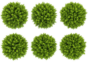 Fototapeta premium Six green bushes isolated on transparent background