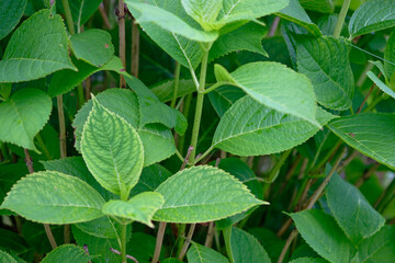 Close-up of vibrant green hydrangea leaves with detailed textures in a lush garden during daylight