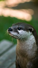 Close-up of an otter