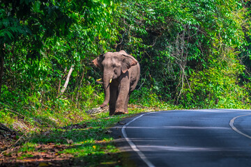 Elephants are large mammals and are the largest land animals. Wild elephants eat plants. They are...