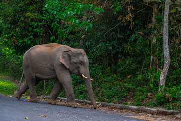 Elephants are large mammals and are the largest land animals. Wild elephants eat plants. They are...