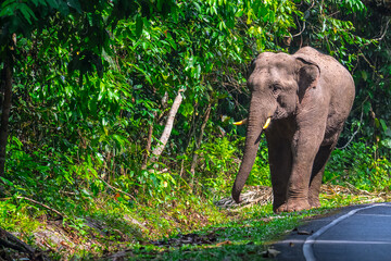 Fototapeta premium Elephants are large mammals and are the largest land animals. Wild elephants eat plants. They are big, have a small head, big legs, and have a trunk that reaches to the ground. That trunk is the nose.