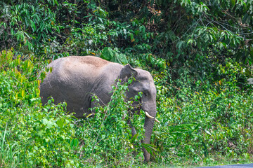 Elephants are large mammals and are the largest land animals. Wild elephants eat plants. They are...