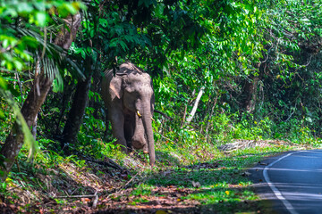 Elephants are large mammals and are the largest land animals. Wild elephants eat plants. They are...