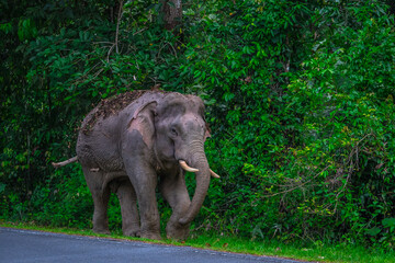 Elephants are large mammals and are the largest land animals. Wild elephants eat plants. They are...