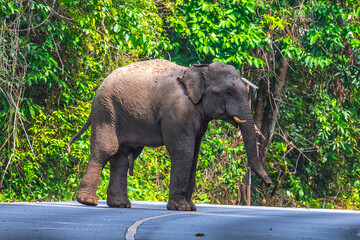 Elephants are large mammals and are the largest land animals. Wild elephants eat plants. They are...