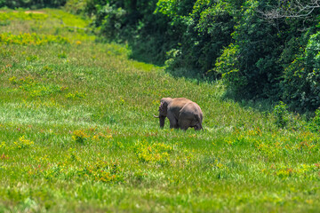 Elephants are large mammals and are the largest land animals. Wild elephants eat plants. They are big, have a small head, big legs, and have a trunk that reaches to the ground. That trunk is the nose.