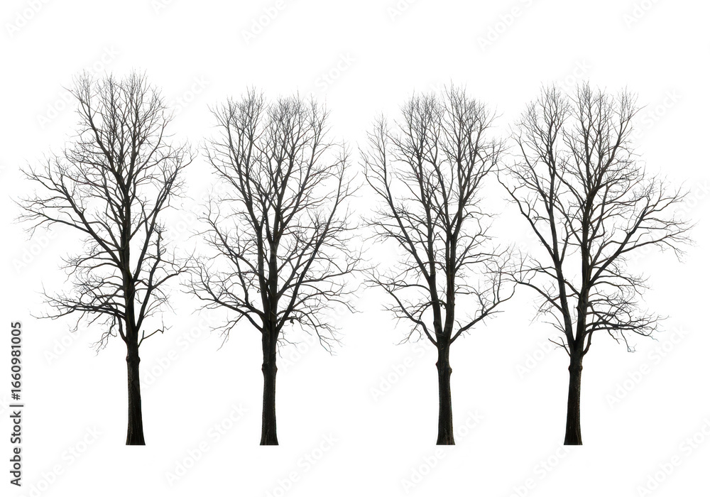 Poster four bare trees isolated on transparent background