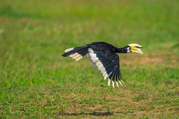 The bill and large hump are yellow. The face is black. The throat is white or yellowish-white. The body is black. The wings are black with a wide yellow stripe running down the middle of the wings.	