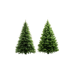 Two undecorated artificial Christmas trees standing side by side
