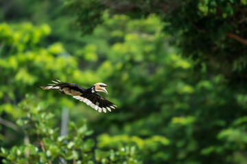The bill and large hump are yellow. The face is black. The throat is white or yellowish-white. The body is black. The wings are black with a wide yellow stripe running down the middle of the wings.	