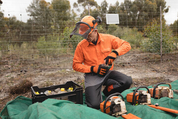 Three chainsaws are resting on green tarp in fenced eucalyptus worksite with crate of fuel bottles