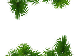 Green palm leaves isolated on transparent background