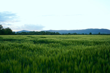 Fototapeta premium A lush green wheat field stretches toward distant hills under a soft evening sky, capturing the beauty of rural agriculture and serene natural landscapes.