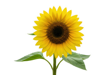 Obraz premium Yellow sunflower isolated on transparent background