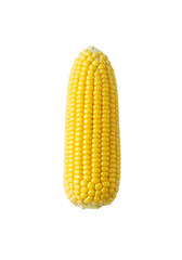 Fresh bright yellow sweet corn ear isolated